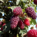 Rezidba maline u jesen i proleće za početnike